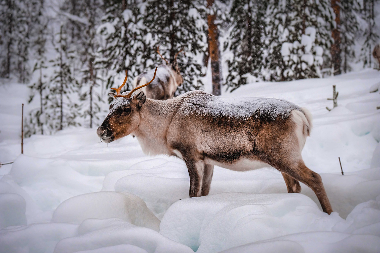 Image d'un caribou