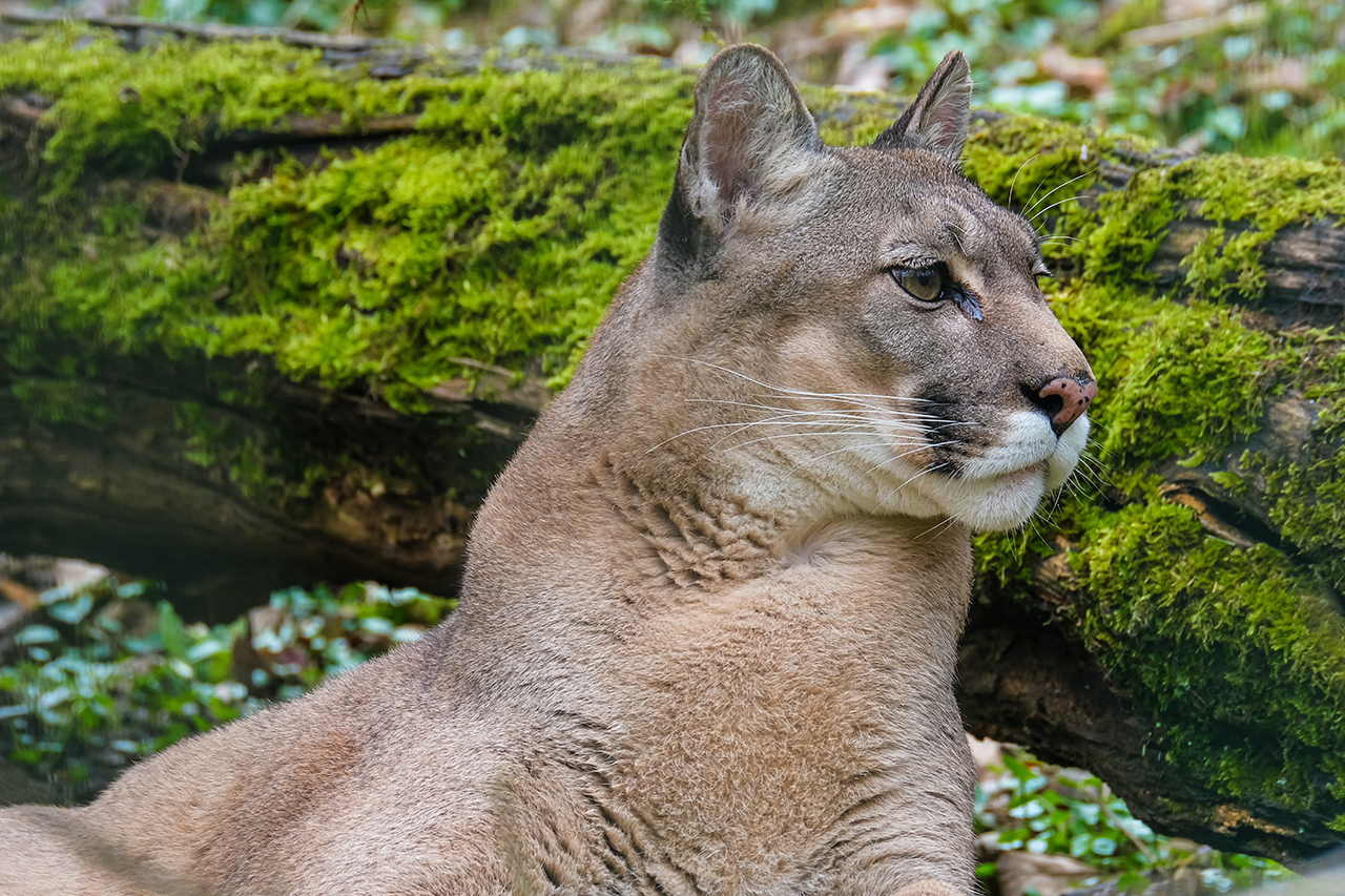 Image d'un cougar