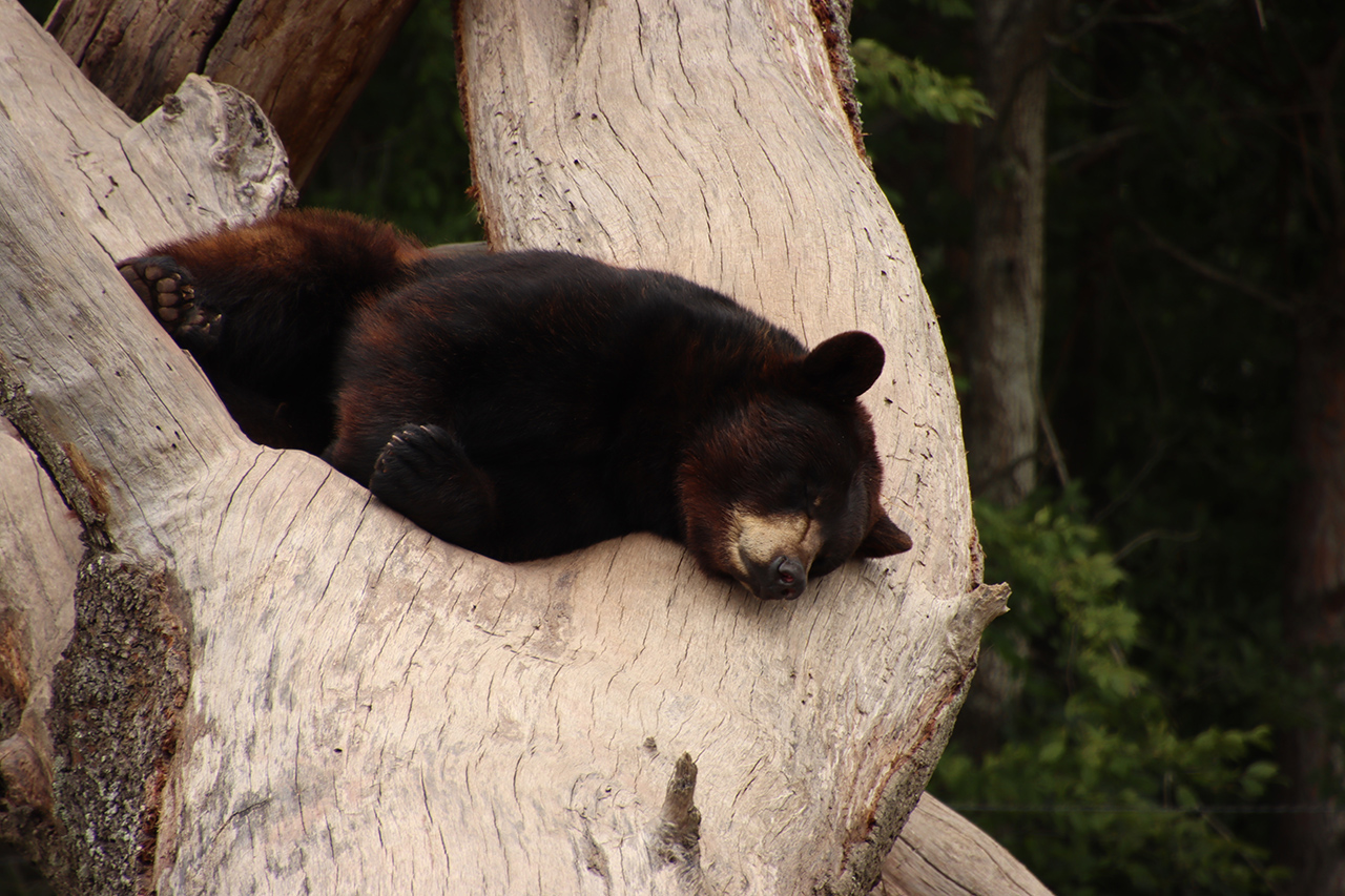 Image d'un ours noir