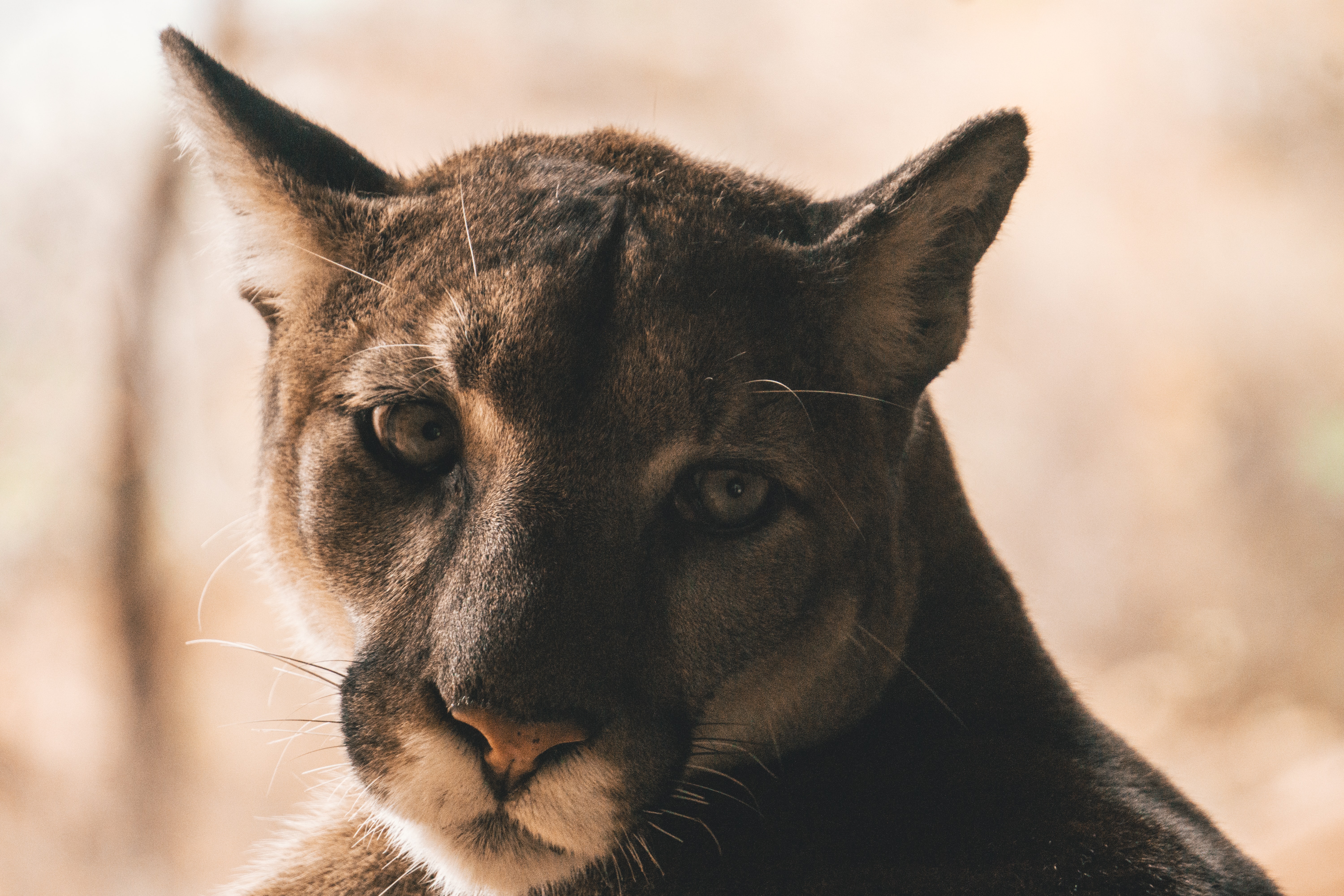 Image d'un lynx