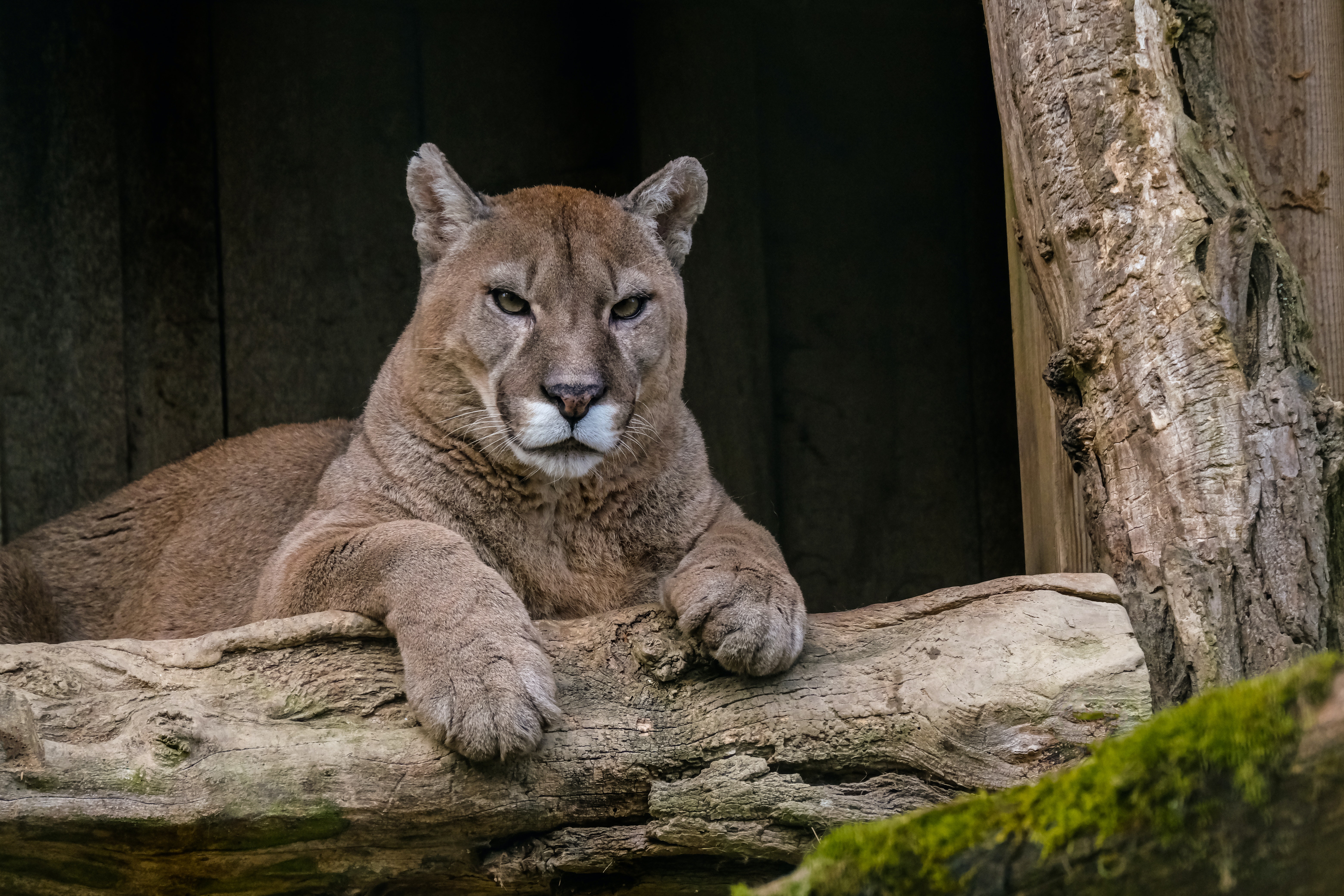 Cougar galerie image 1