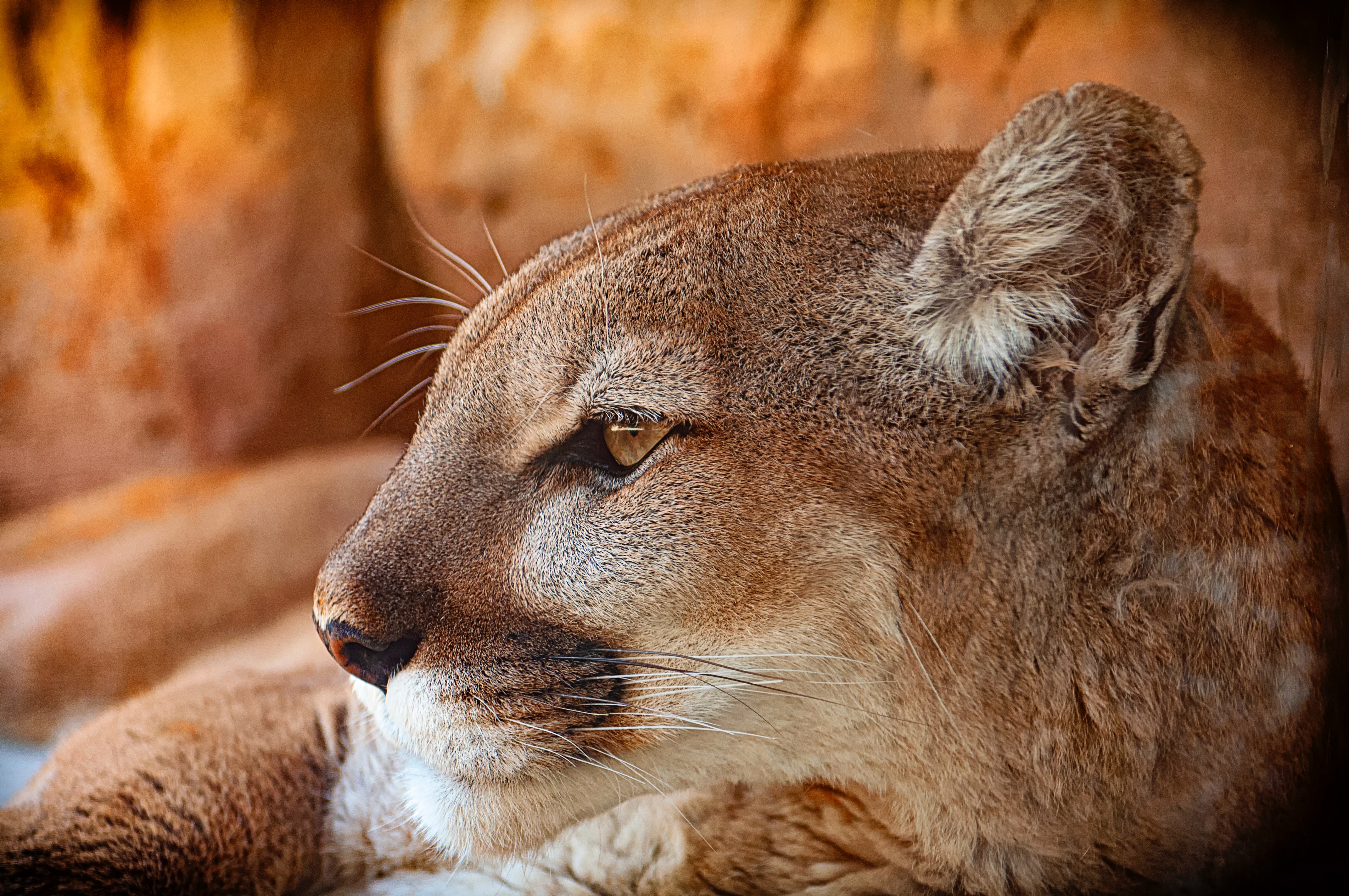 Cougar galerie image 3