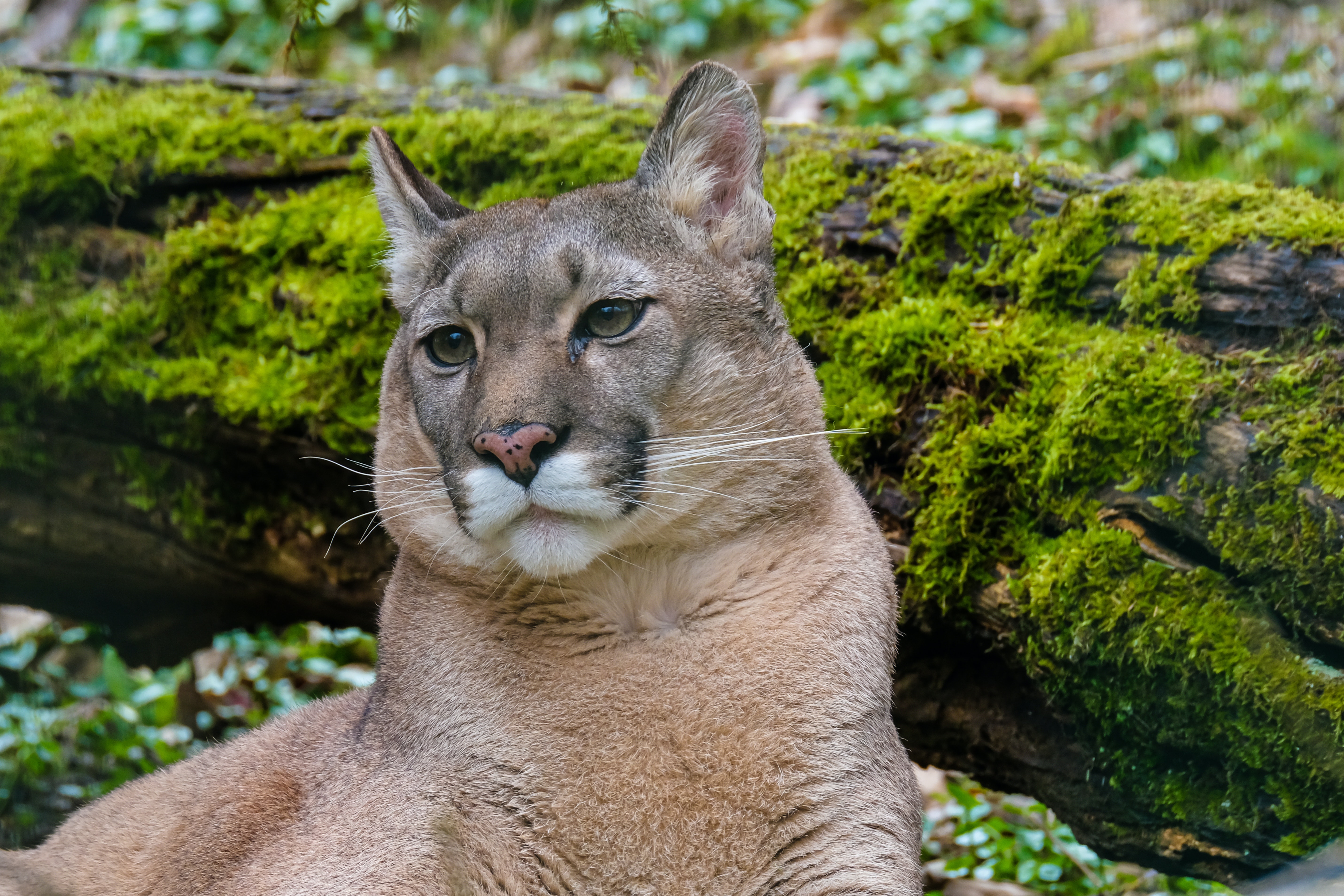 Cougar galerie image 4