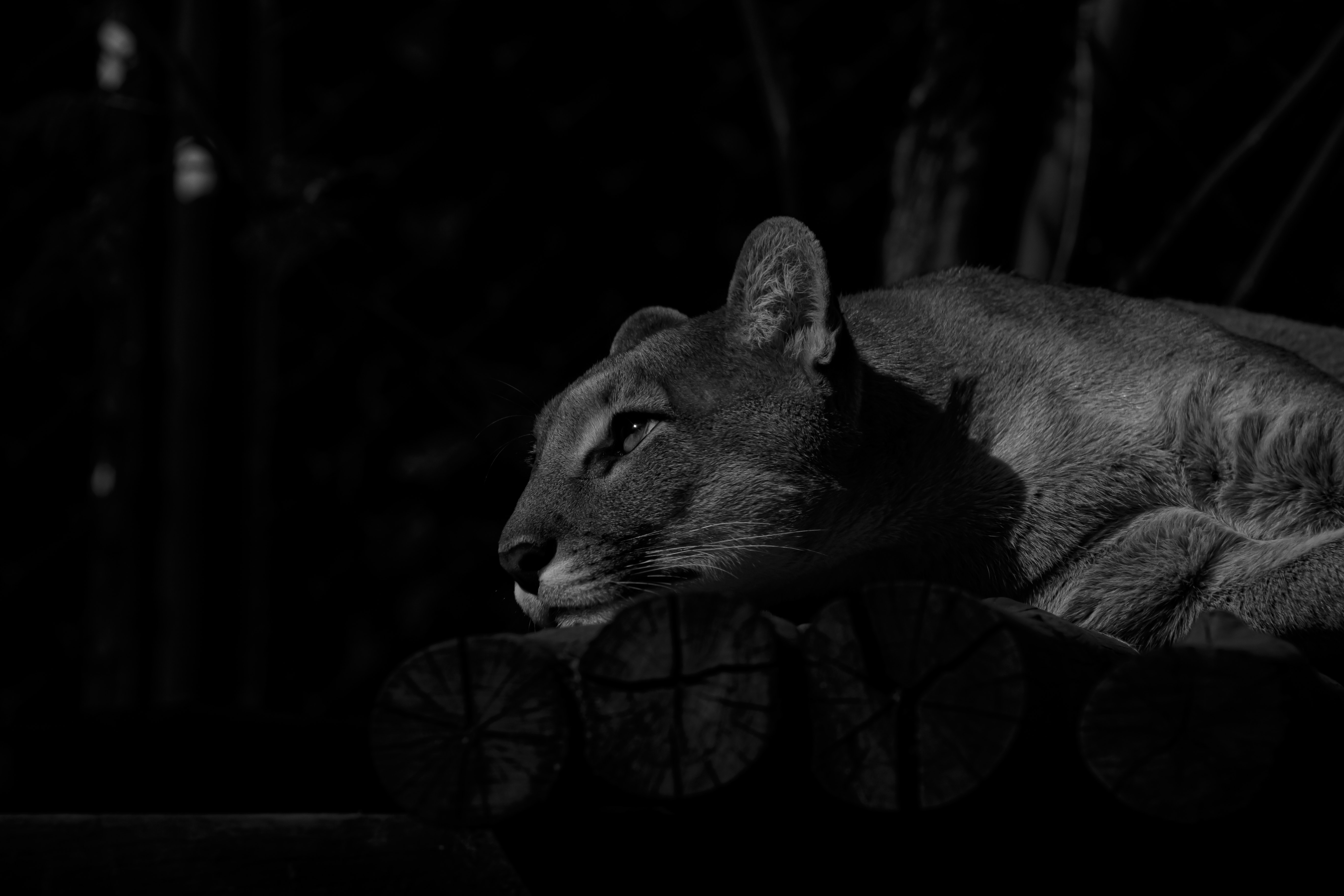 Cougar galerie image 5