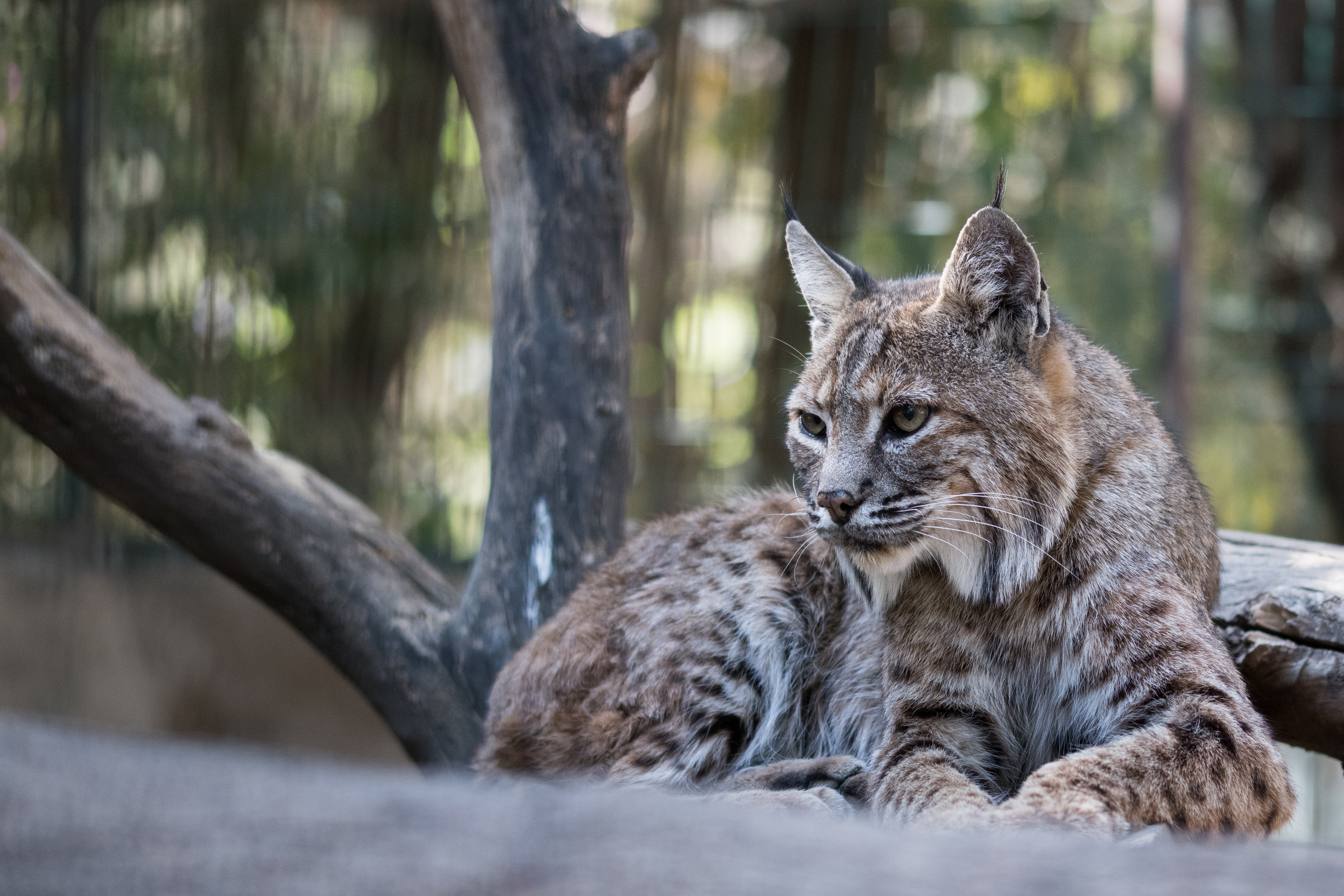 Image d'un lynx