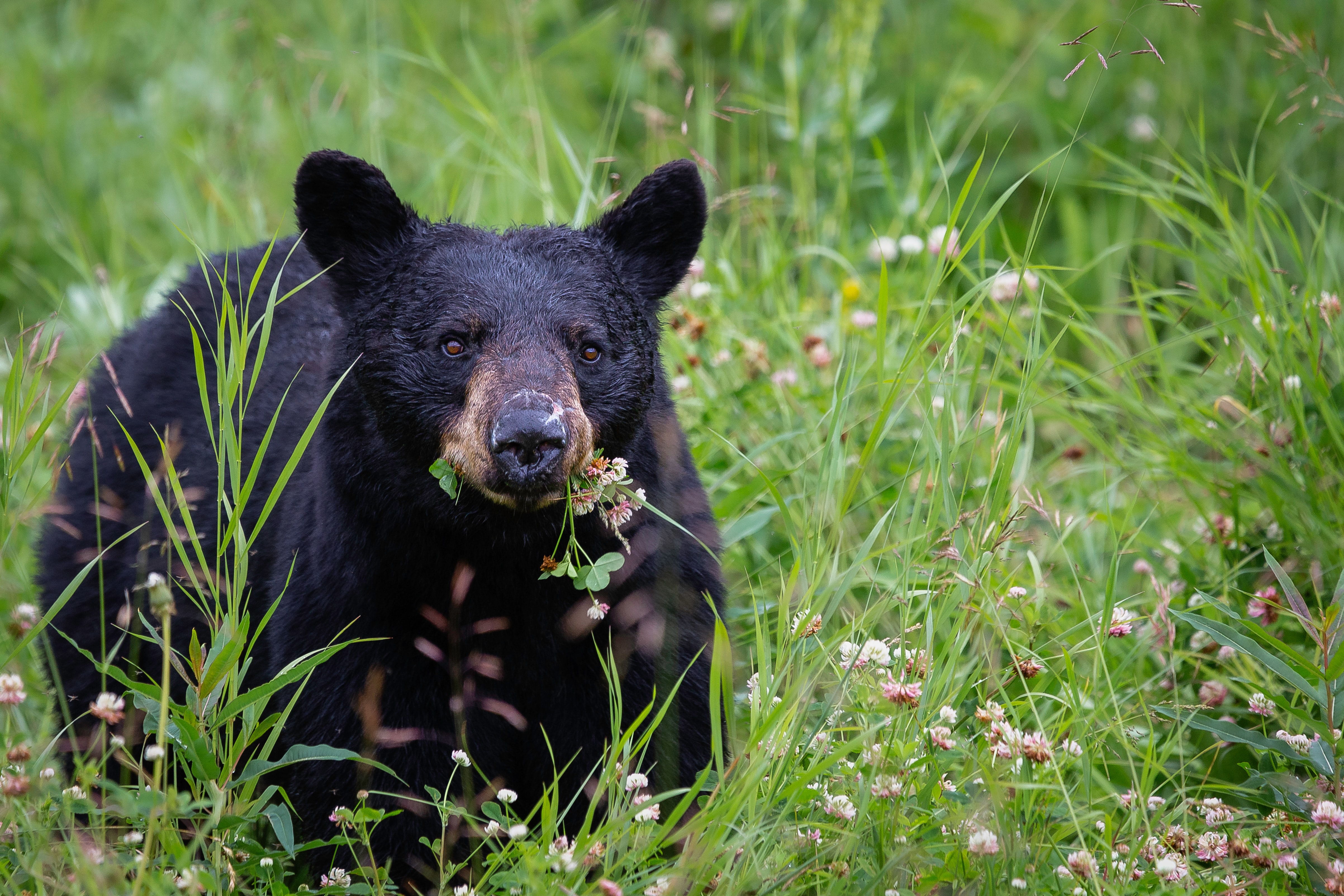 Image d'ours noir